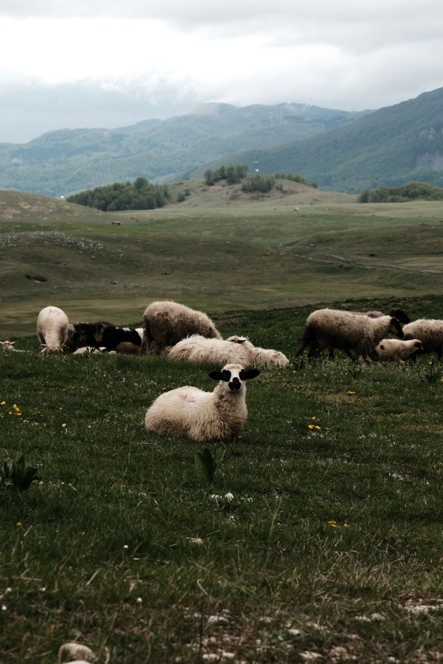 En flock får som betar på gröna kullar i ett montenegrinskt bergslandskap.