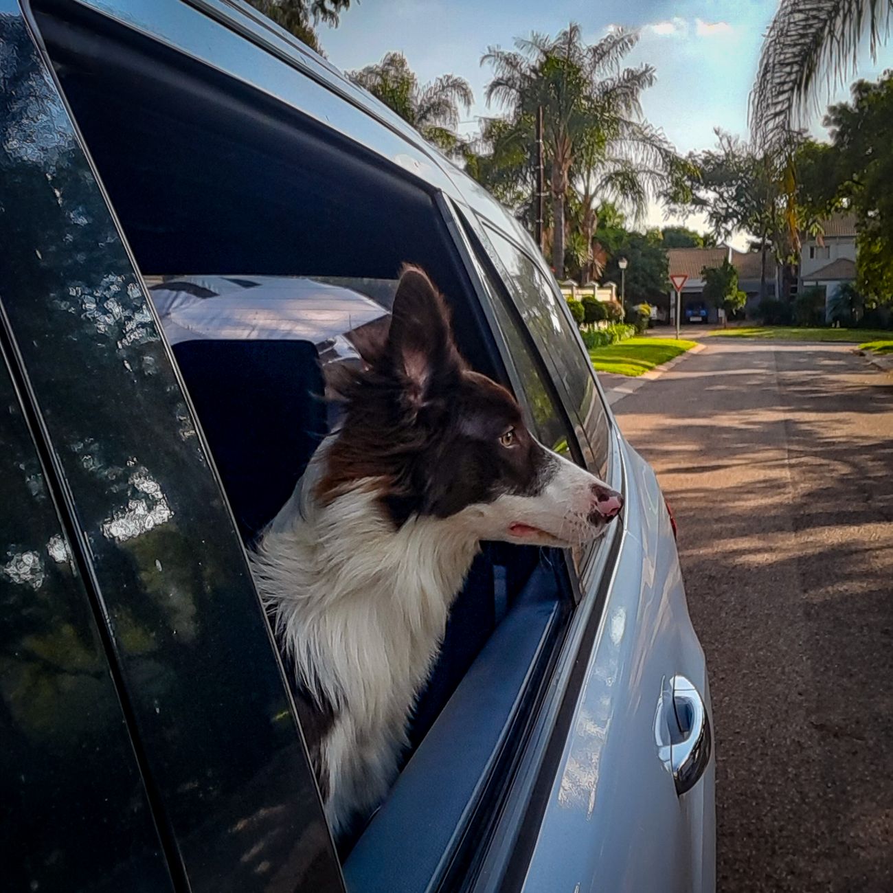En border collie tittar ut genom fönstret på en bil.