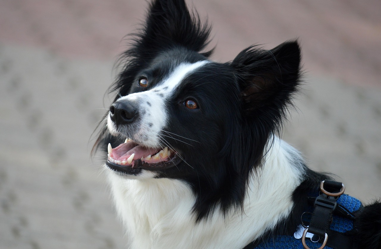 En porträttbild av en hund av rasen border collie utomhus.